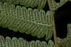 image of Christella dentata