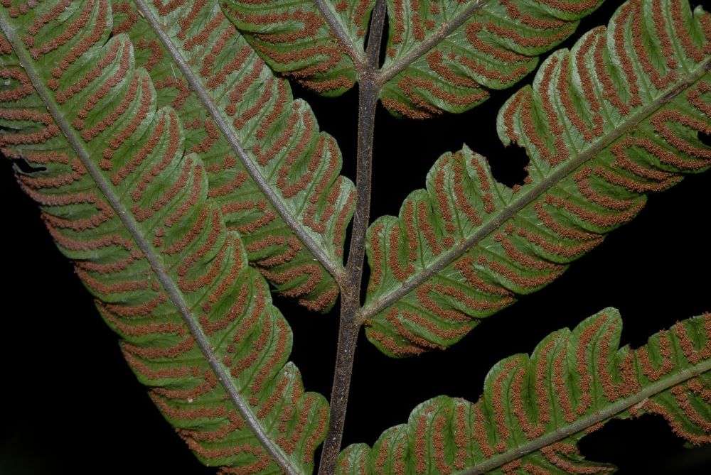 Thelypteridaceae Goniopteris nicaraguensis