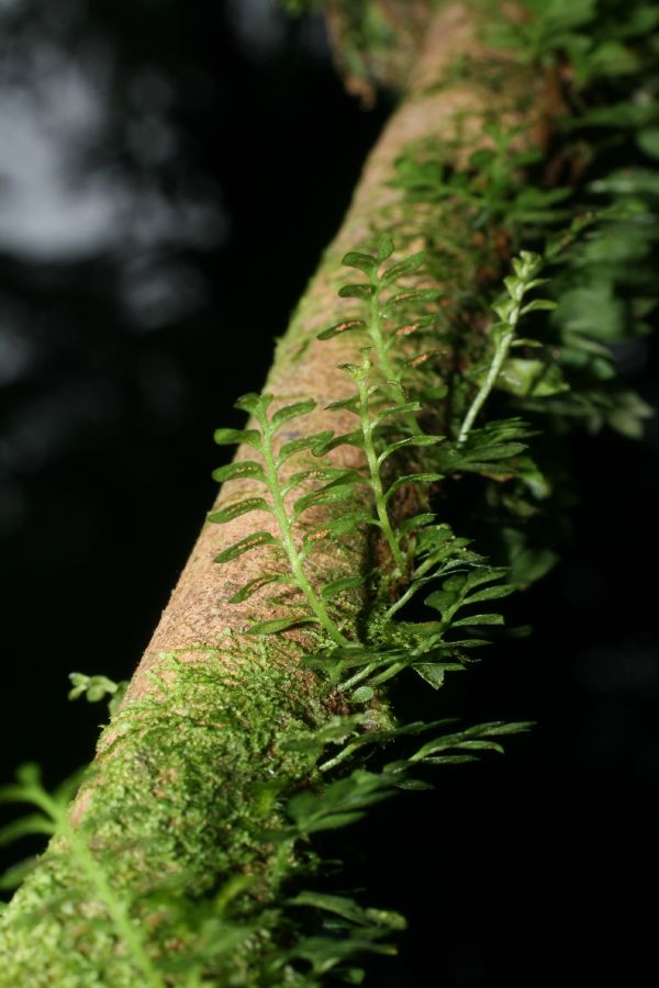 Aspleniaceae Asplenium holophlebium