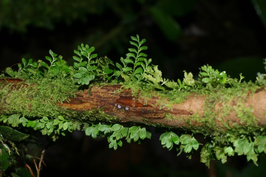 Aspleniaceae Asplenium holophlebium
