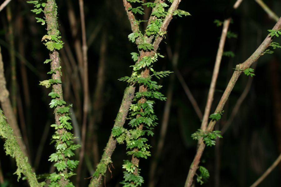 Aspleniaceae Asplenium holophlebium
