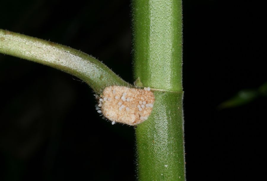 Urticaceae Cecropia 