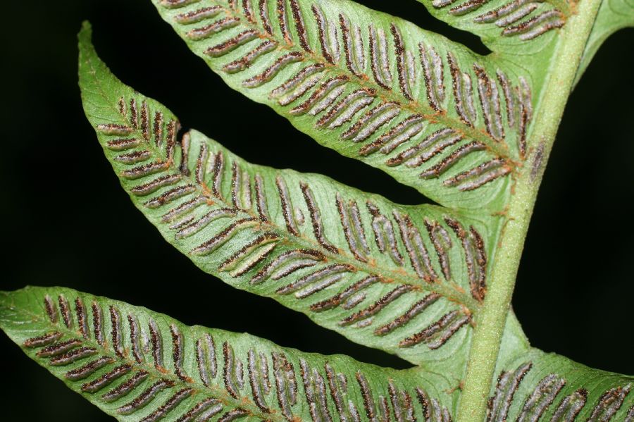 Athyriaceae Diplazium venulosum