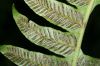 image of Diplazium venulosum