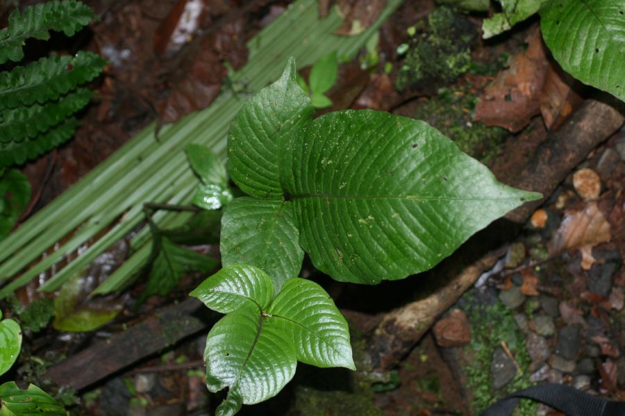  Mickelia oligarchica