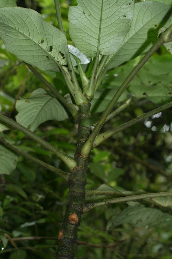 Piperaceae Piper 