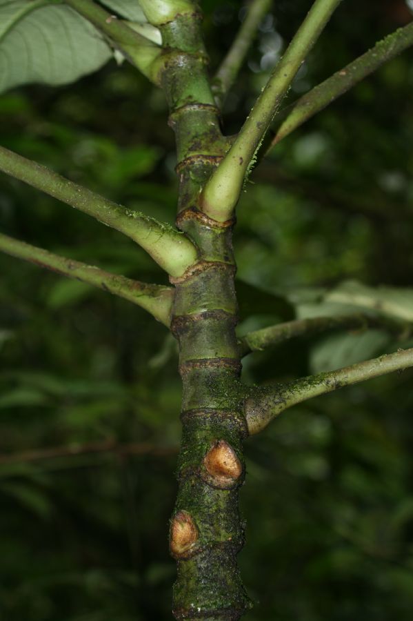 Piperaceae Piper 