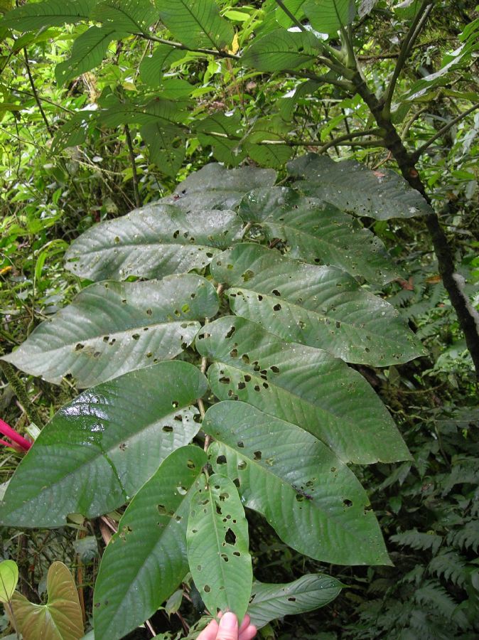 Piperaceae Piper 