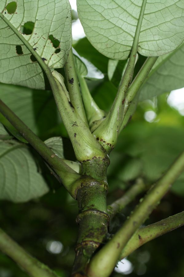 Piperaceae Piper 