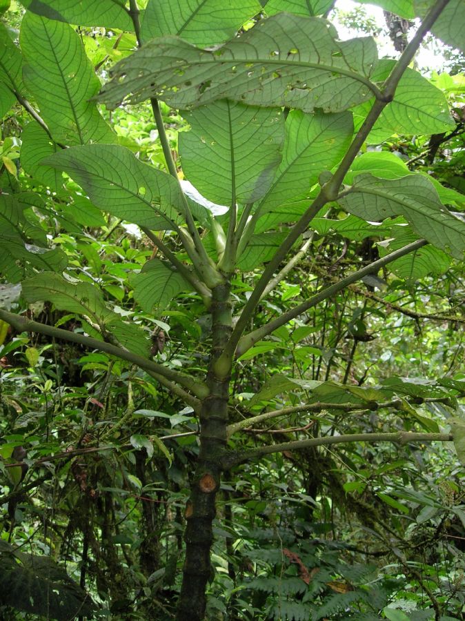 Piperaceae Piper 