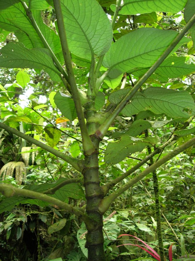 Piperaceae Piper 