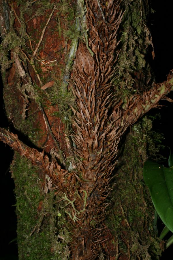 Dryopteridaceae Polybotrya alfredii