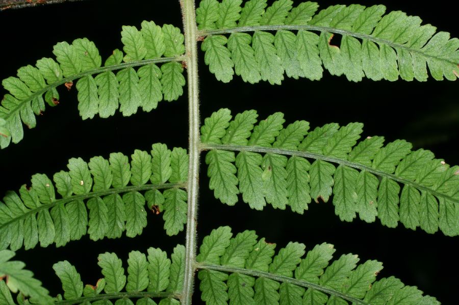 Dryopteridaceae Polybotrya alfredii