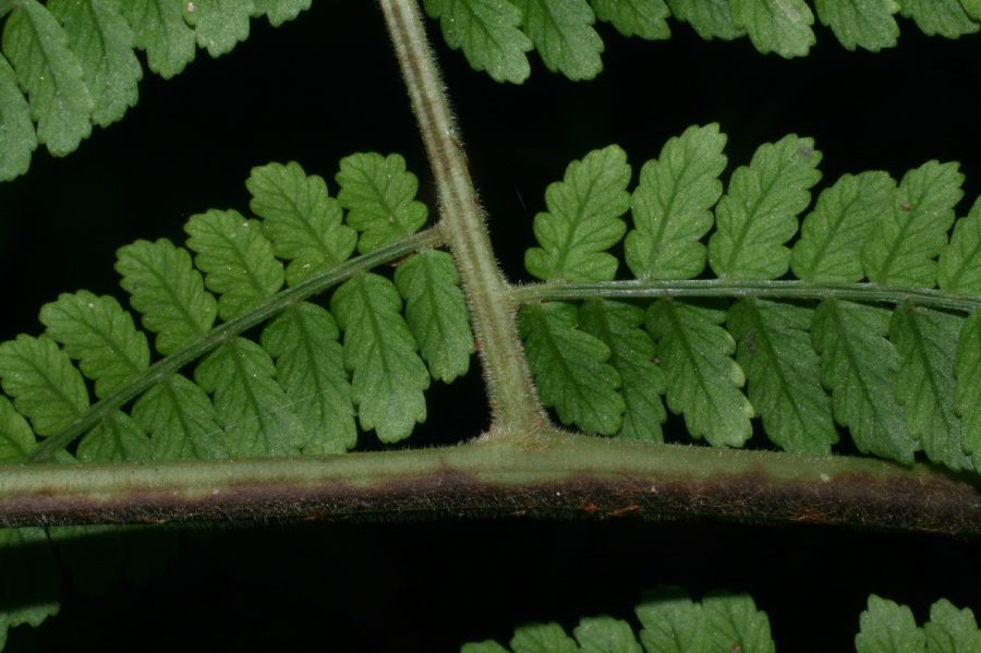Dryopteridaceae Polybotrya alfredii