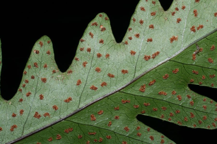 Tectariaceae Tectaria athyrioides