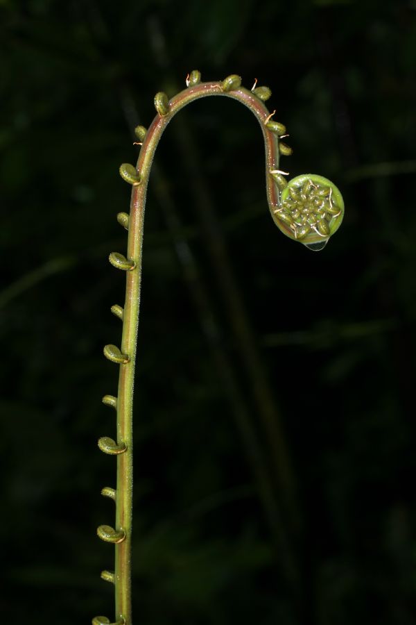 Thelypteridaceae Steiropteris decussata