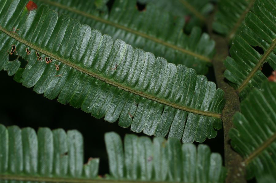 Thelypteridaceae Steiropteris decussata