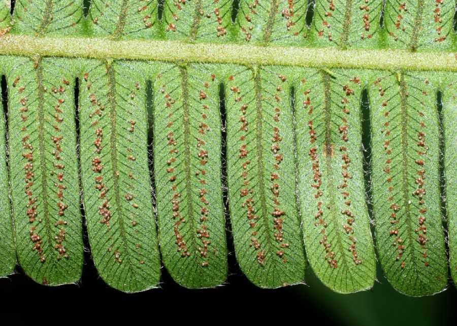Thelypteridaceae Steiropteris decussata