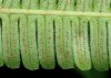 image of Steiropteris decussata