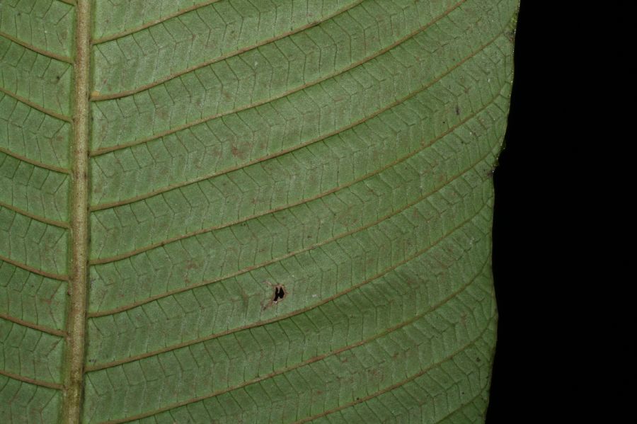 Thelypteridaceae Meniscium ligulatum