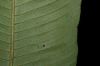 image of Meniscium ligulatum