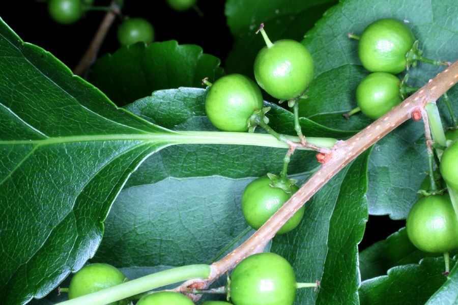 Celastraceae Celastrus scandens