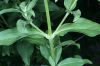 image of Saponaria officinalis