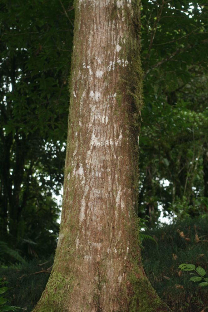 Meliaceae Cedrela odorata