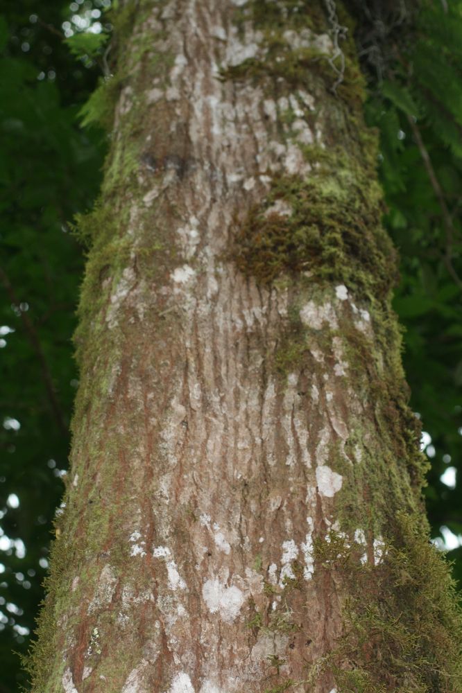 Meliaceae Cedrela odorata