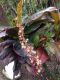 image of Codiaeum variegatum