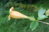 image of Solandra brachycalyx