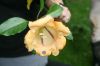 image of Solandra brachycalyx