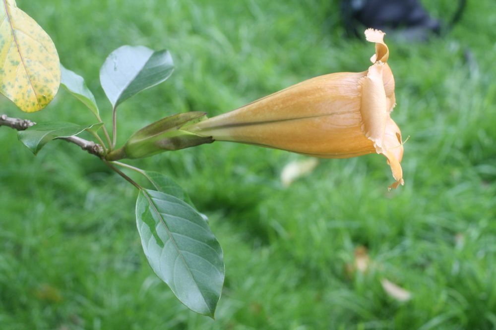 Solanaceae Solandra brachycalyx
