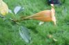 image of Solandra brachycalyx