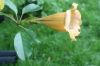 image of Solandra brachycalyx