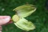 image of Solandra brachycalyx