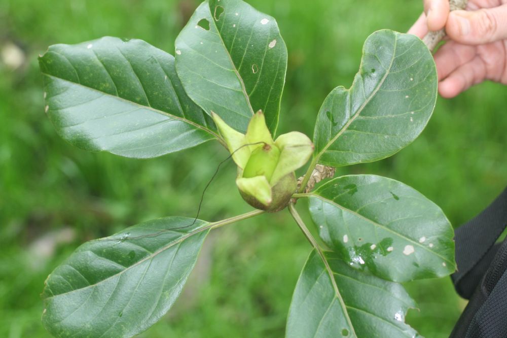 Solanaceae Solandra brachycalyx
