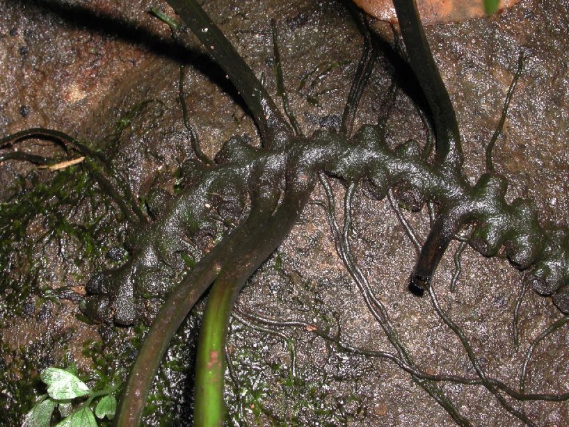 Aspleniaceae Hymenasplenium riparium