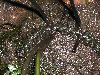 image of Hymenasplenium riparium