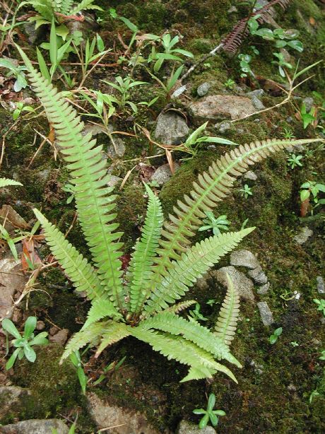 Blechnaceae Blechnum polypodioides