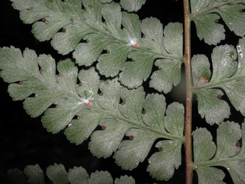 Dennstaedtiaceae Dennstaedtia 