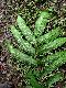 image of Hemidictyum marginatum