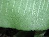 image of Hemidictyum marginatum