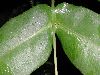 image of Hemidictyum marginatum