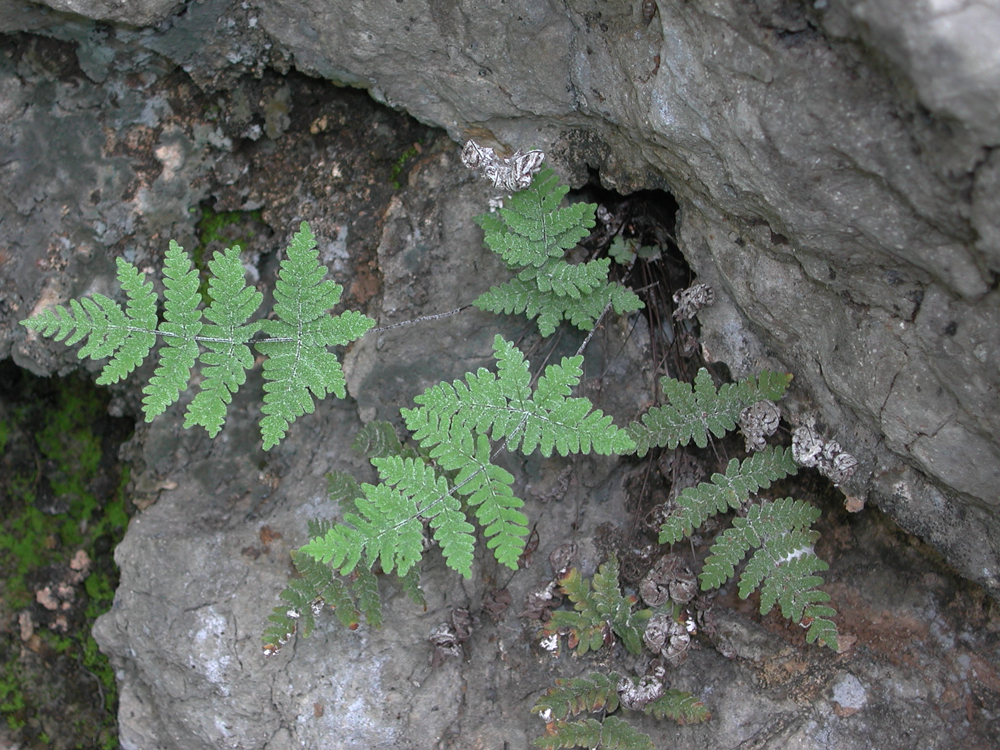 Pteridaceae Notholaena candida