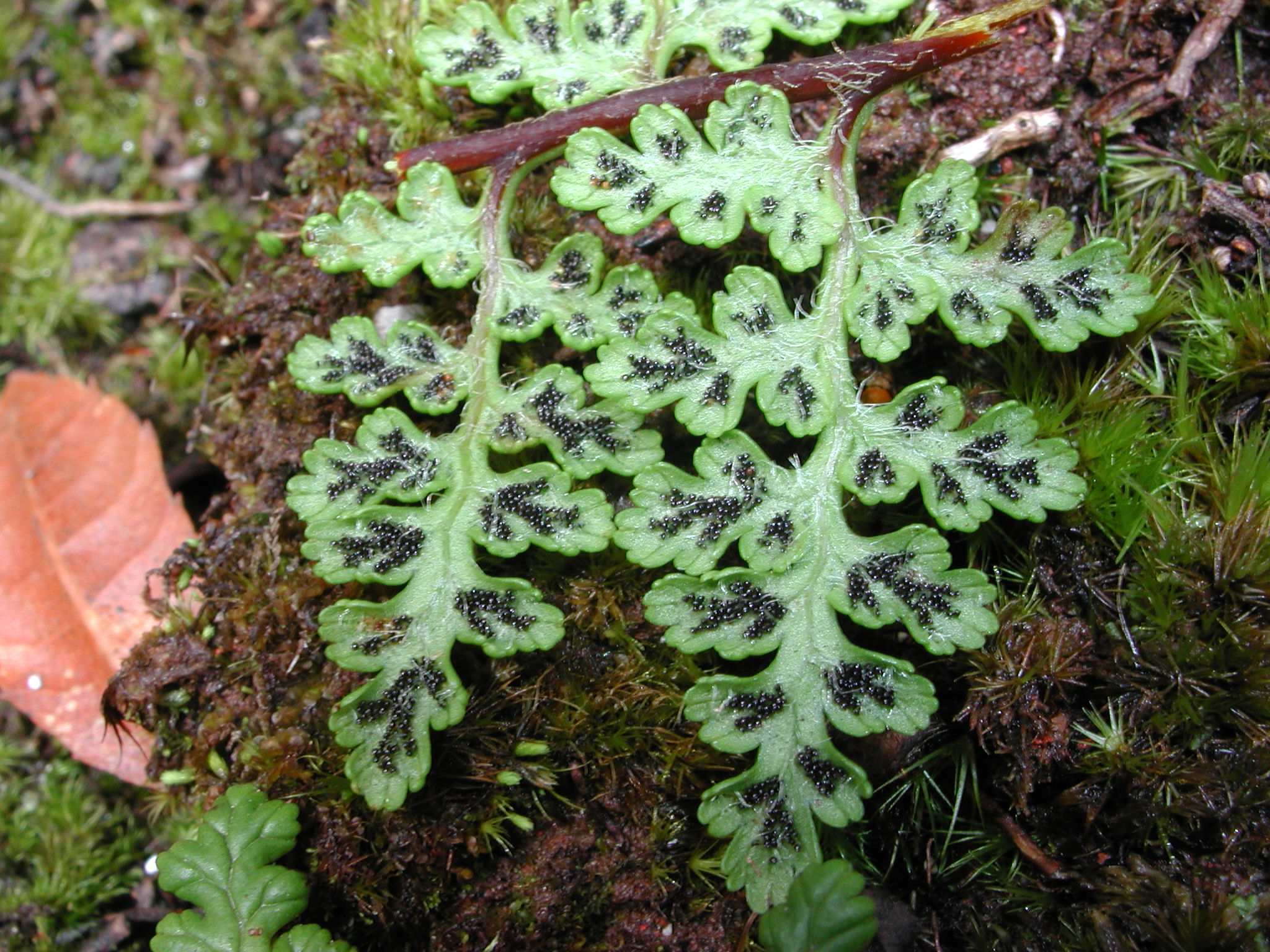 Pteridaceae Jamesonia congesta