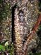 image of Lomariopsis japurensis