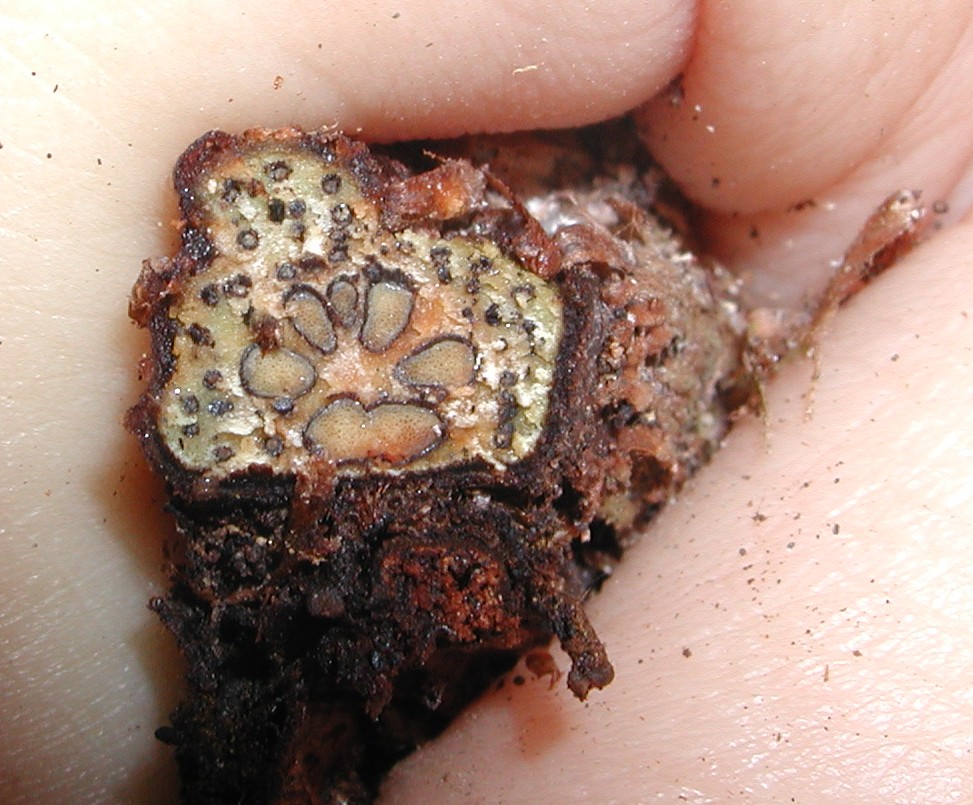 Lomariopsidaceae Lomariopsis vestita
