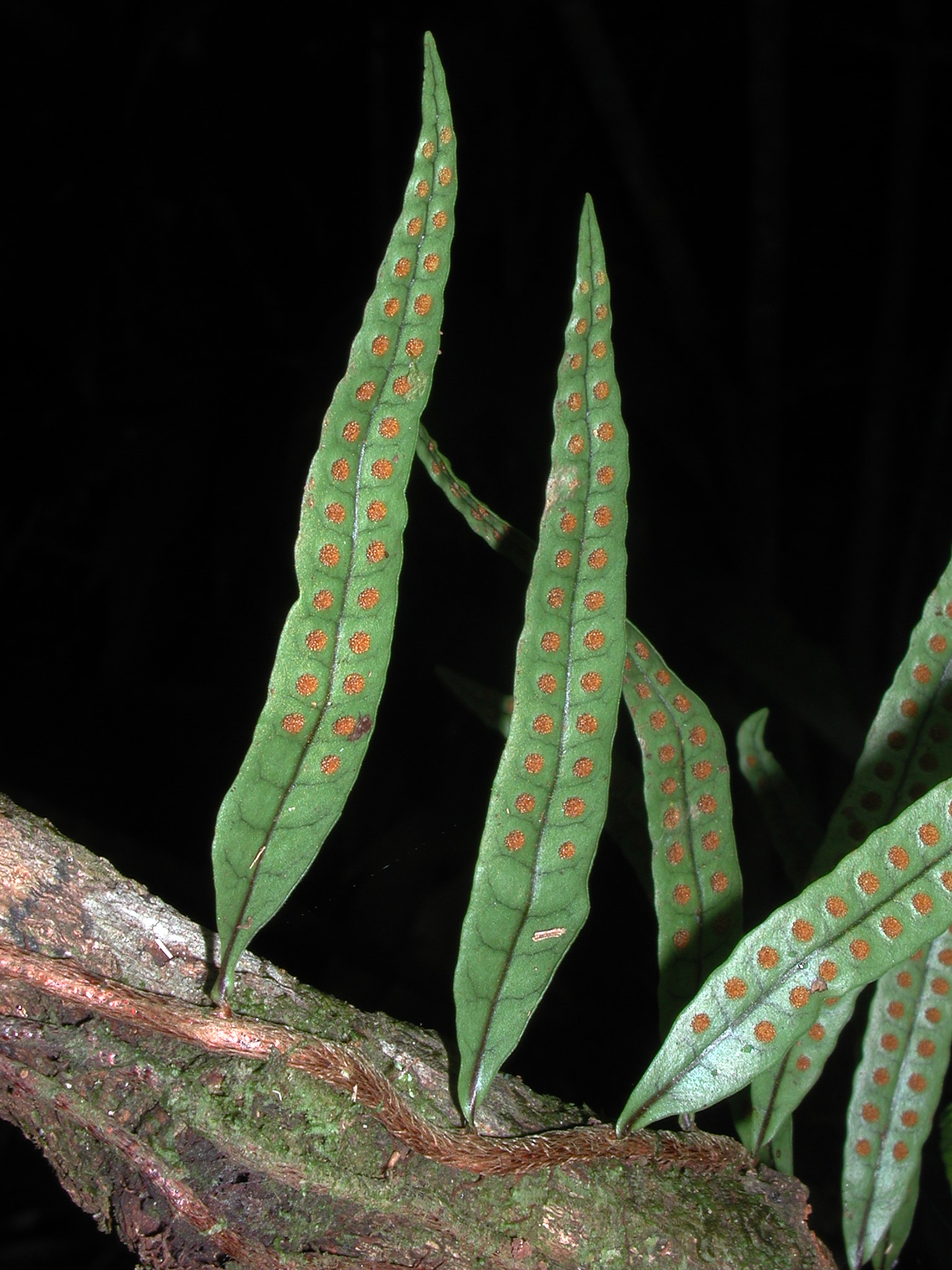 Polypodiaceae Microgramma lycopodioides