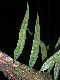 image of Microgramma lycopodioides